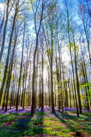 лес, деревья, весна
