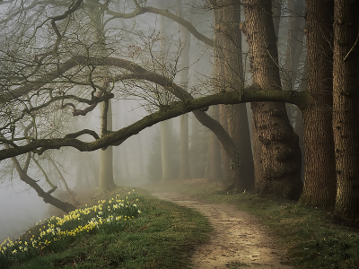 лес, вечер, туман, парк, forest, fog, spring, park