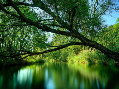 forest, park, green, water, reflection, beautiful, nature, lake