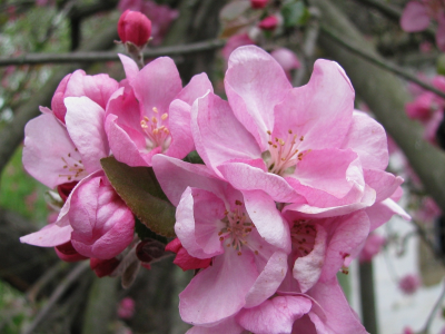 весна, цветение, одичавшая яблоня