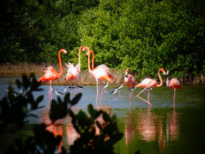 фламинго, озеро, лес
