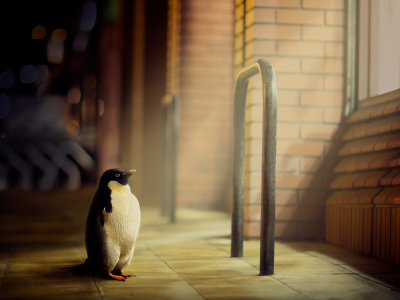 пингвин, город, улица