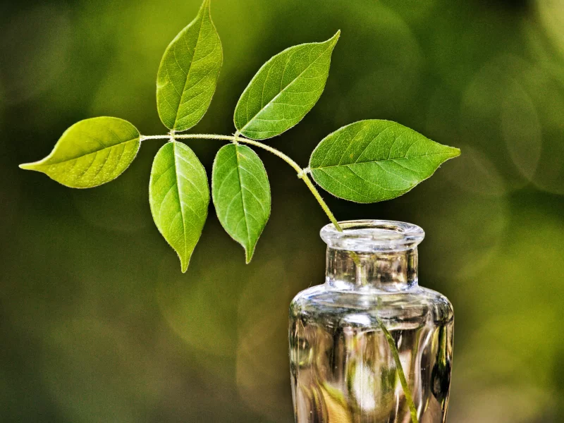 ваза, листья, ветка, зеленые, стекло, блики