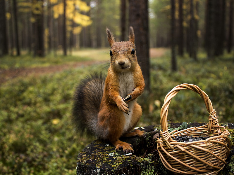 корзина, природа, животные, белочка, лес, белка, пень