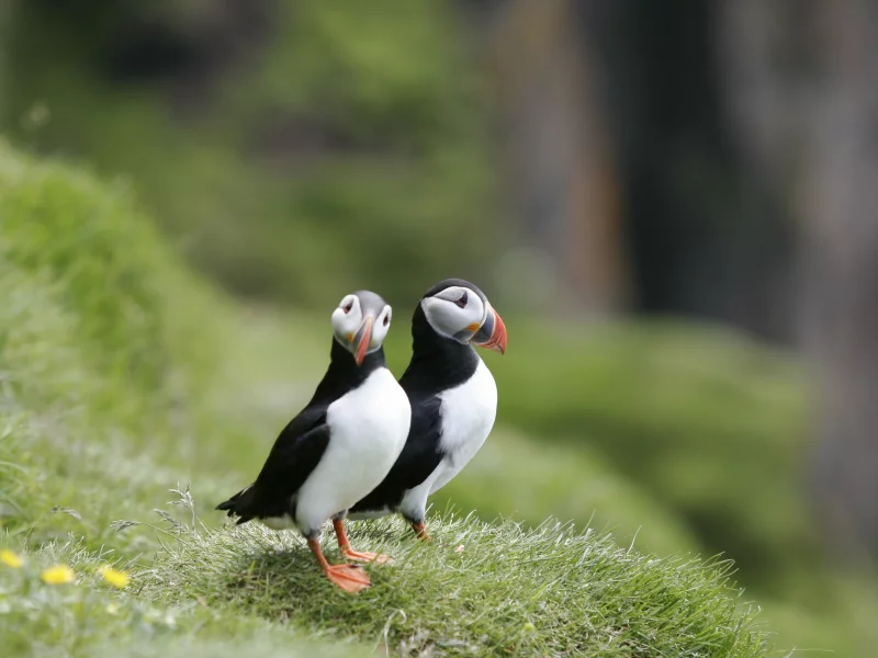 тупики, берег, птицы, трава, puffin, пара