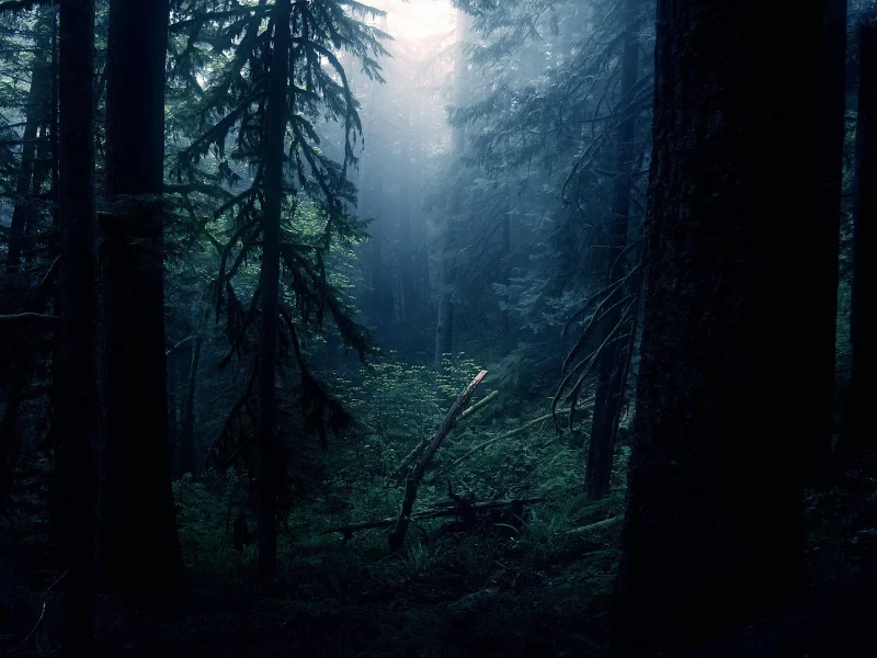 forest, green, reflection, beautiful, nature, lake, night, sky