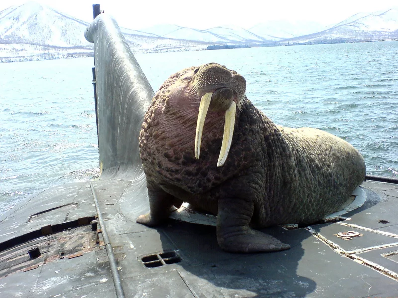 морж, подводная, лодка, гость, walrus, visiter, visit, smile, severodvinsk, ship, submarine, warship, navy, sun, summer, sky, ocean, warred, russia, russian, soviet