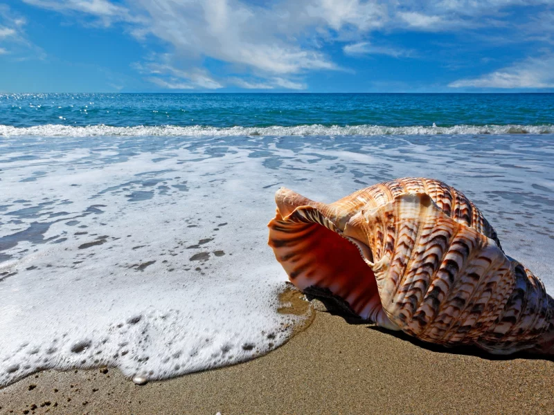 beach, пляж, ракушка, sea, jcean, ocean, coast, sea, sky, sunshine, emerald, blue, sand, see, up, sun, summer, smile