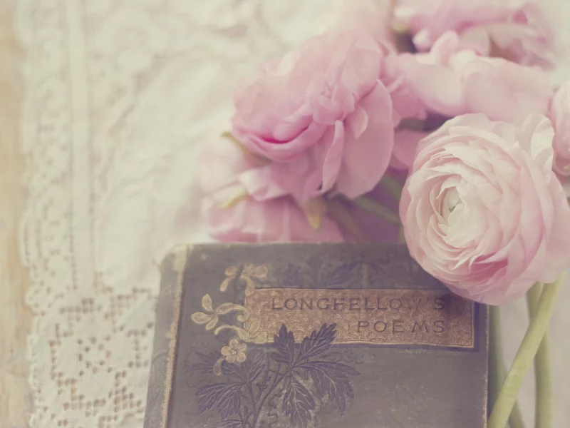 белые, лепестки, цветы, розовые, ranunculus, бутоны, лютики