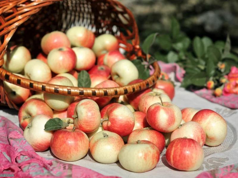 apple, корзина, корзинка, еда, яблоки, обои, яблоко