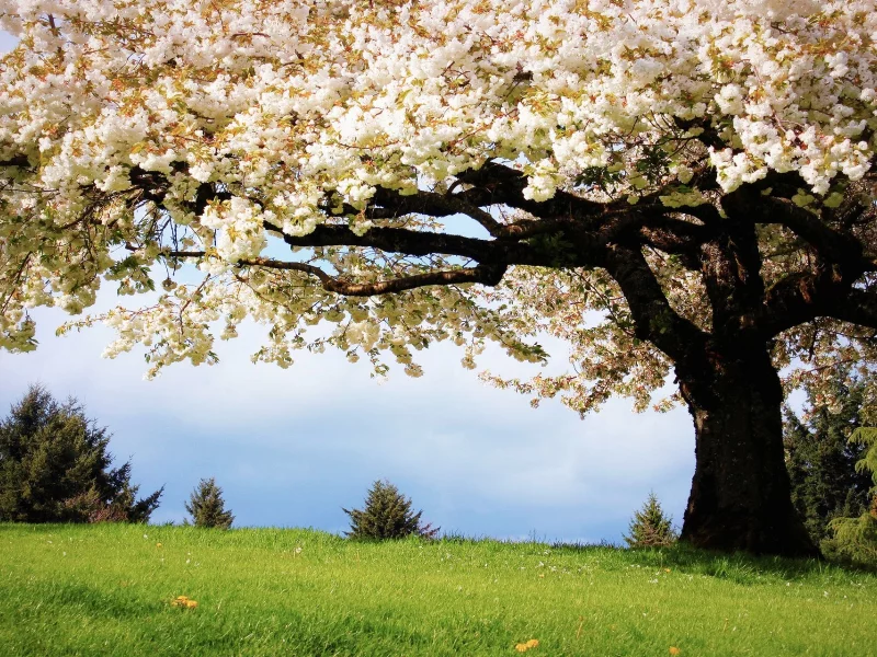 meadow, nature, landscapes, trees, flowers, blossoms, spring, grass, strees, shadow, cool, summer, residences, wood, forest, park, green, reflection, beautiful, nature, lake, day, sun, wide