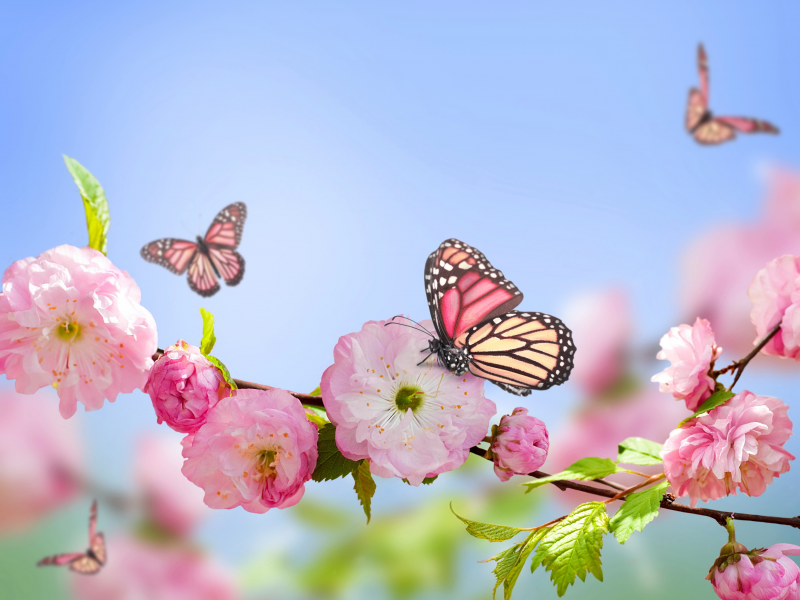 весна, butterflies, цветение, flowers, pink, blossom, spring, sky, blue