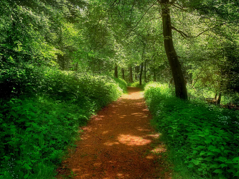 forest, road, landscape, park, green, water, reflection, beautiful, nature, lake, green, landscapes, nature, trees, grass, parks, garden, sun, summer, sky, wide
