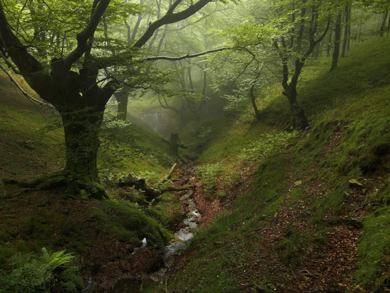 forest, fog, trees, park, green, reflection, beautiful, nature, lake, green, landscapes, nature, trees, grass, parks, garden, sun, summer, sky, wide