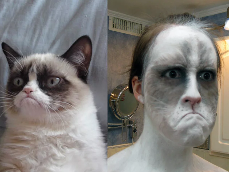 кот, сердитый, cat, see, front, white, room, smile, nice, sun, wide