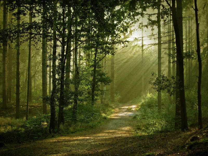 fog, mist, green, nature, landscapes, trees, forest, woods, leaves, fence, mountains, sunrise, sun, summer, wide
