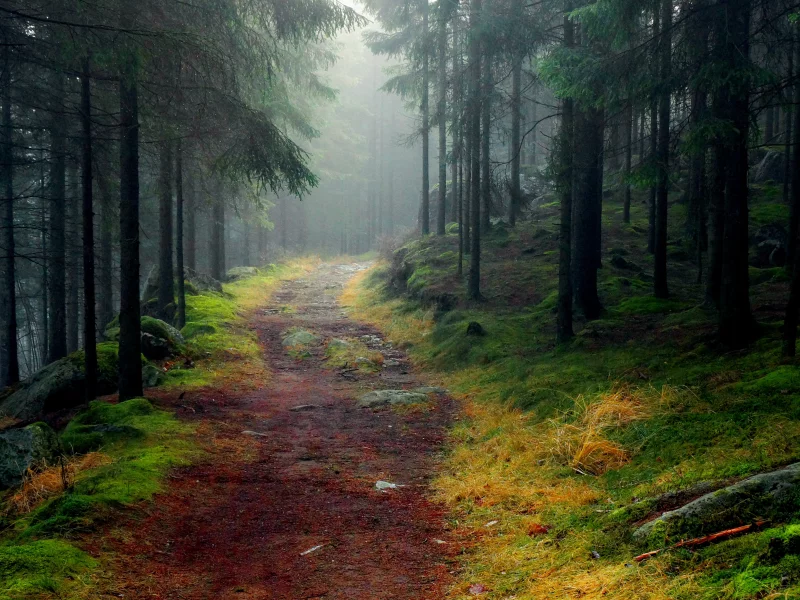лес, деревья, дорога, пейзаж, природа, деревья, камни