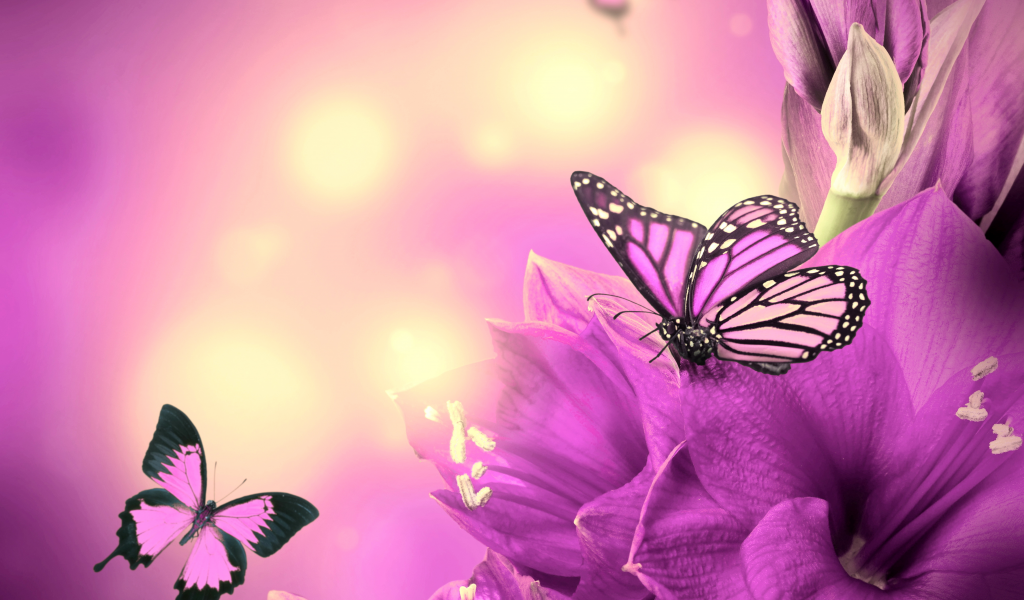 butterflies, цветы, purple, бабочки, flowers