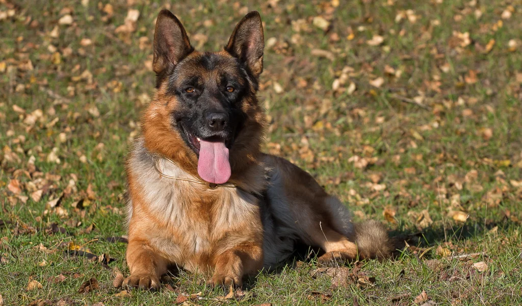 dog, взгляд, german shepherd