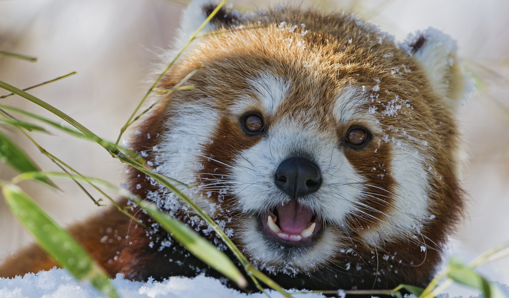 firefox, морда, снег, красная панда, бамбук, зима