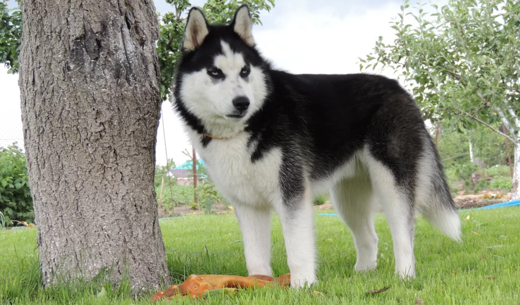 husky, лето, арни, хаска, сибирский хаски, голубые глаза