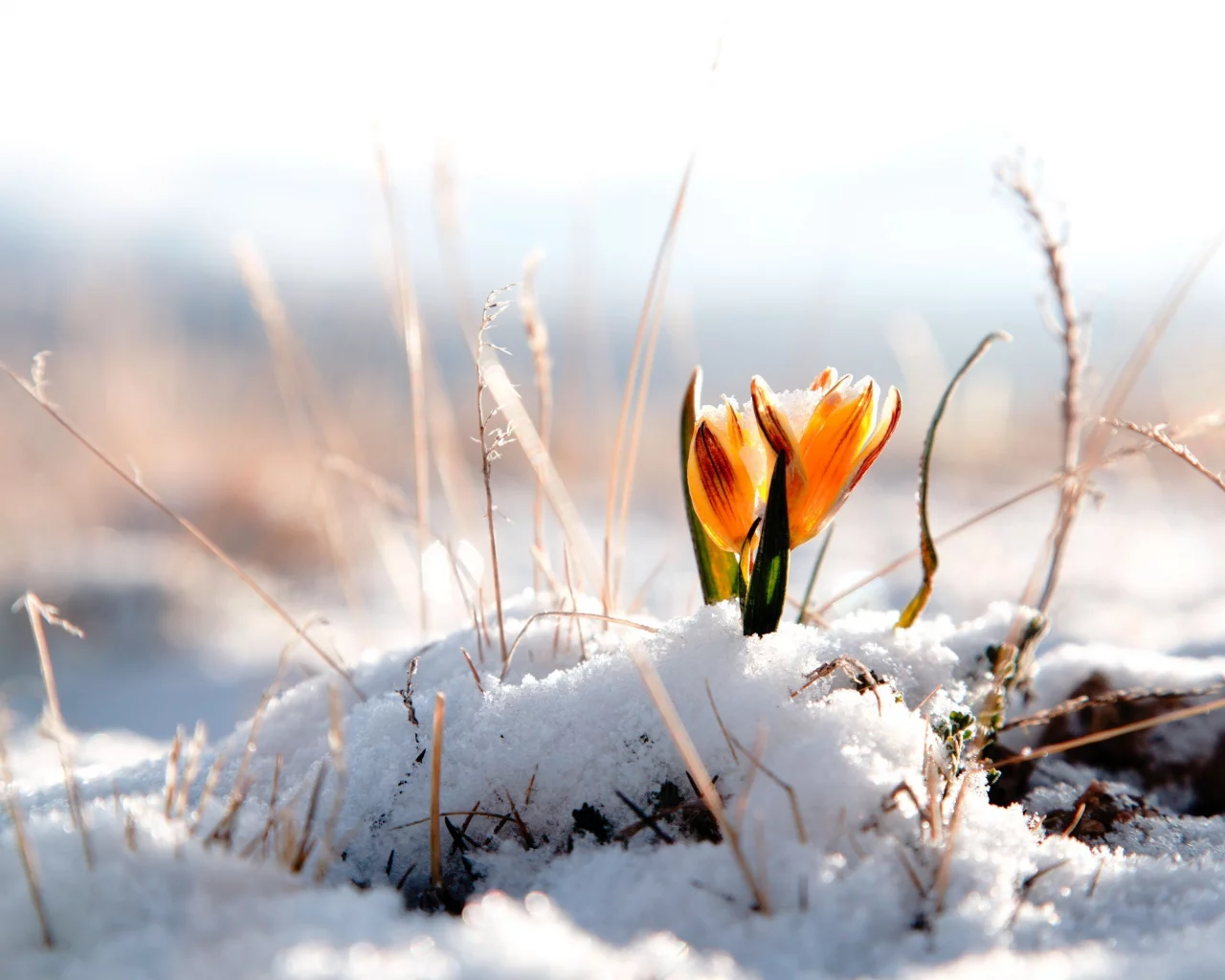 фон, snow, winter, цветы, обои, цветок, снег, зима, цветочек