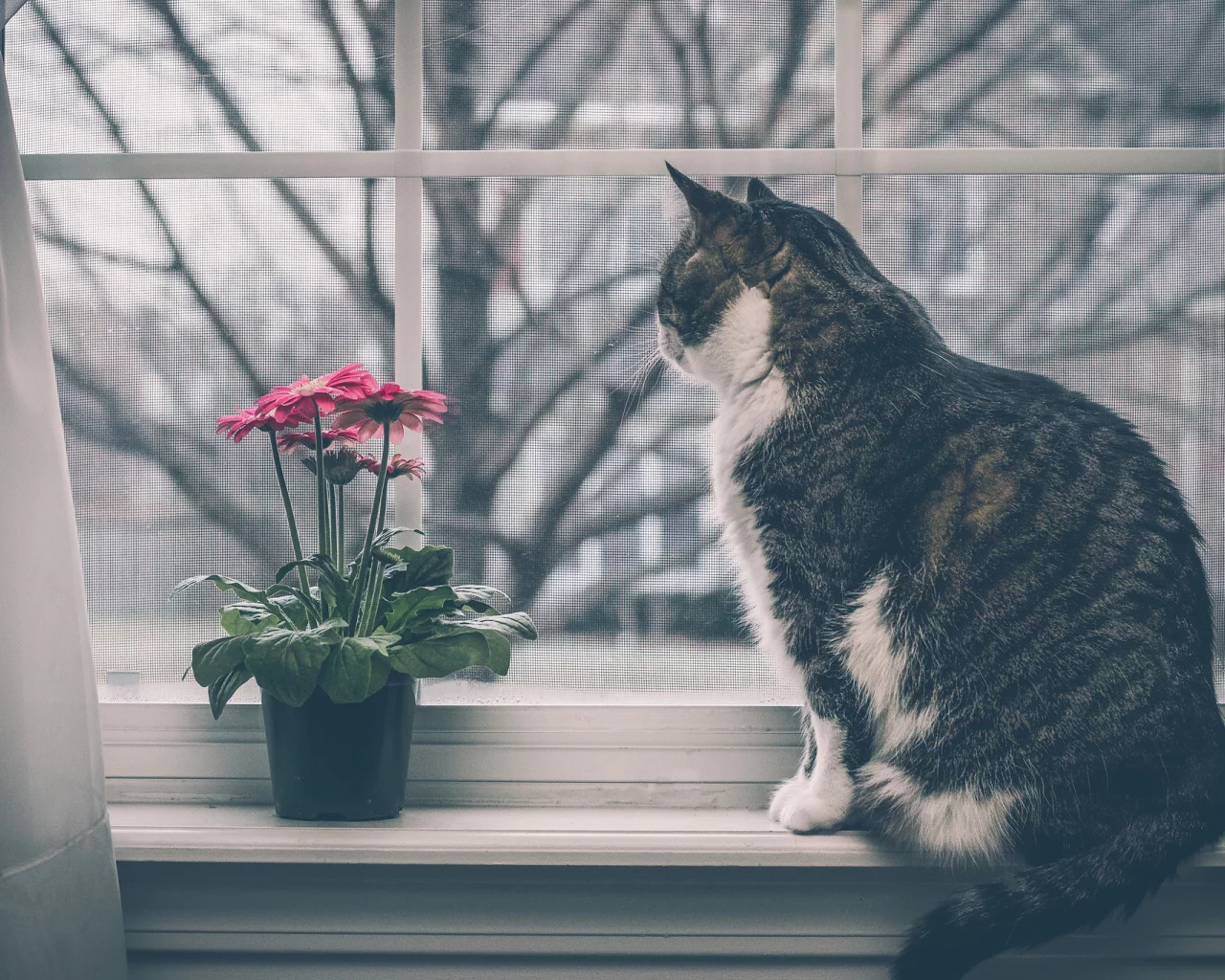 кот, кошка, на подоконнике, окно, цветок, герберы