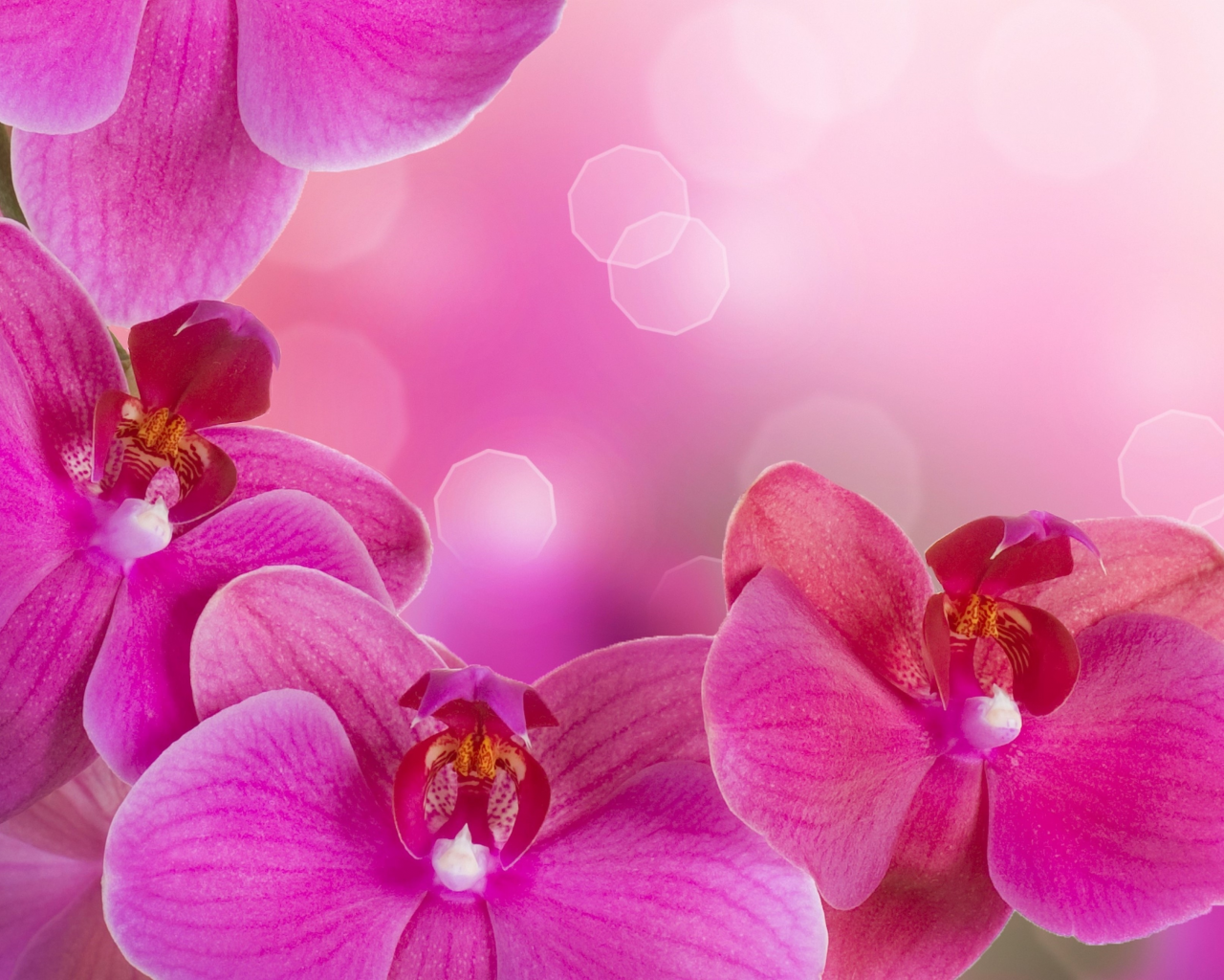 phalaenopsis, beauty, цветы, petals, tenderness, bright, flowers, orchid, branch, pink
