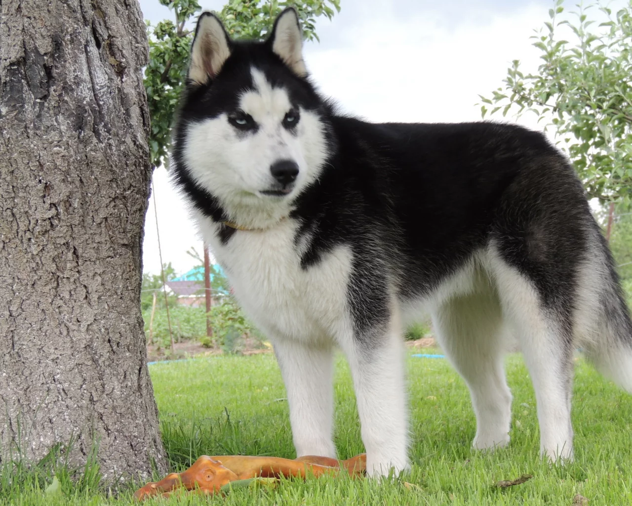 husky, лето, арни, хаска, сибирский хаски, голубые глаза