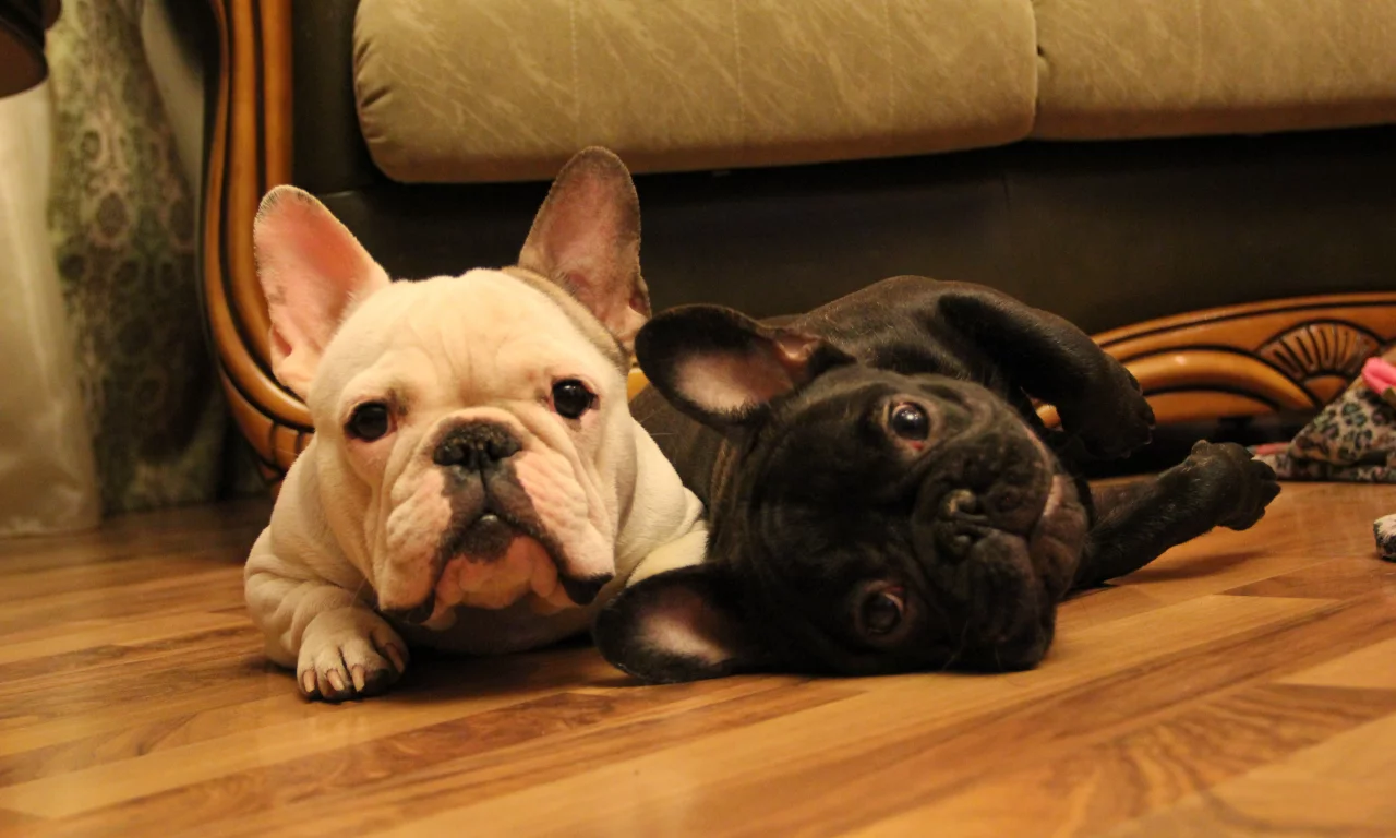 тигровый, french bulldog, две морды, французский бульдог
