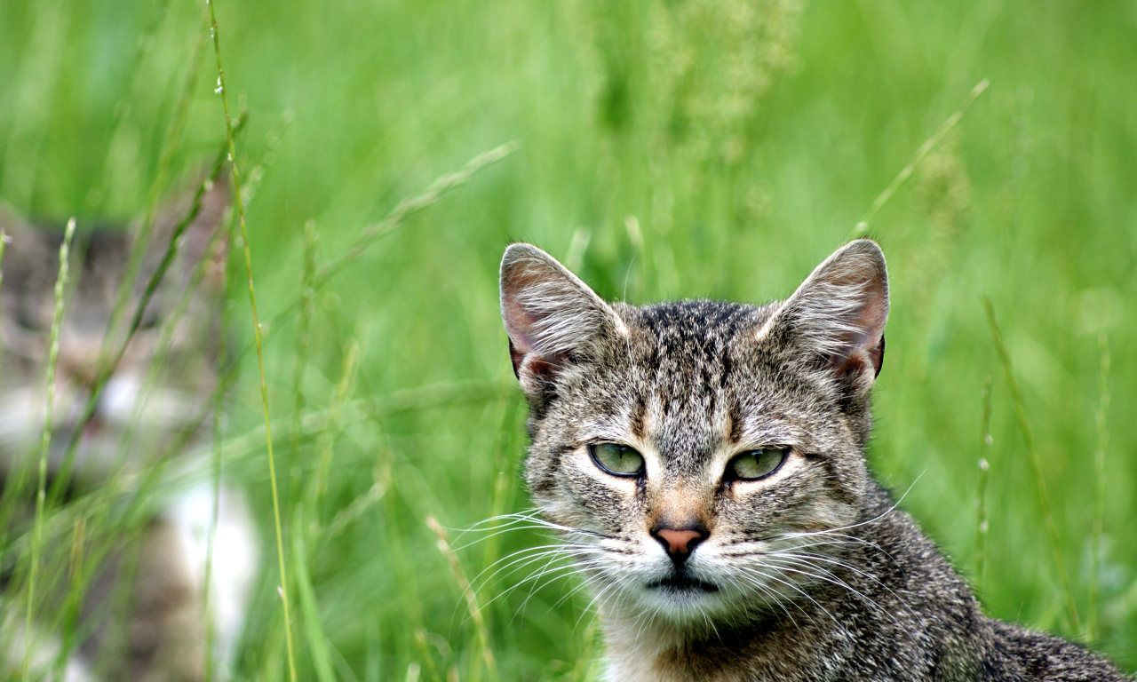 кот, зелень, кошка, смотрит, взгляд, cat