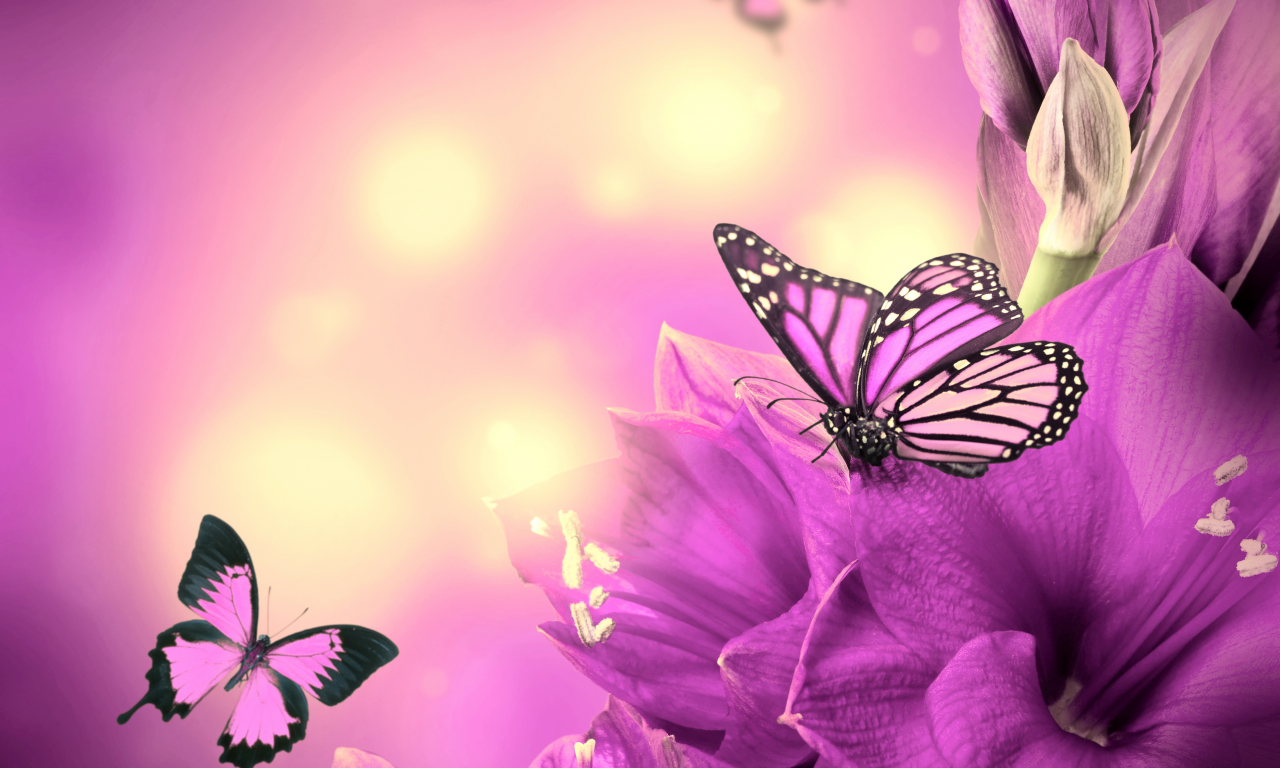 butterflies, цветы, purple, бабочки, flowers