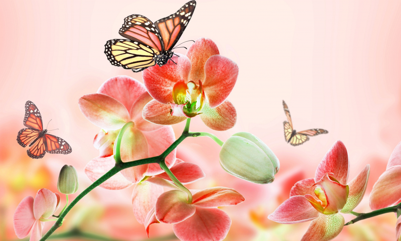 цветы, розовый, орхидея, лето, арт, красота, бабочки