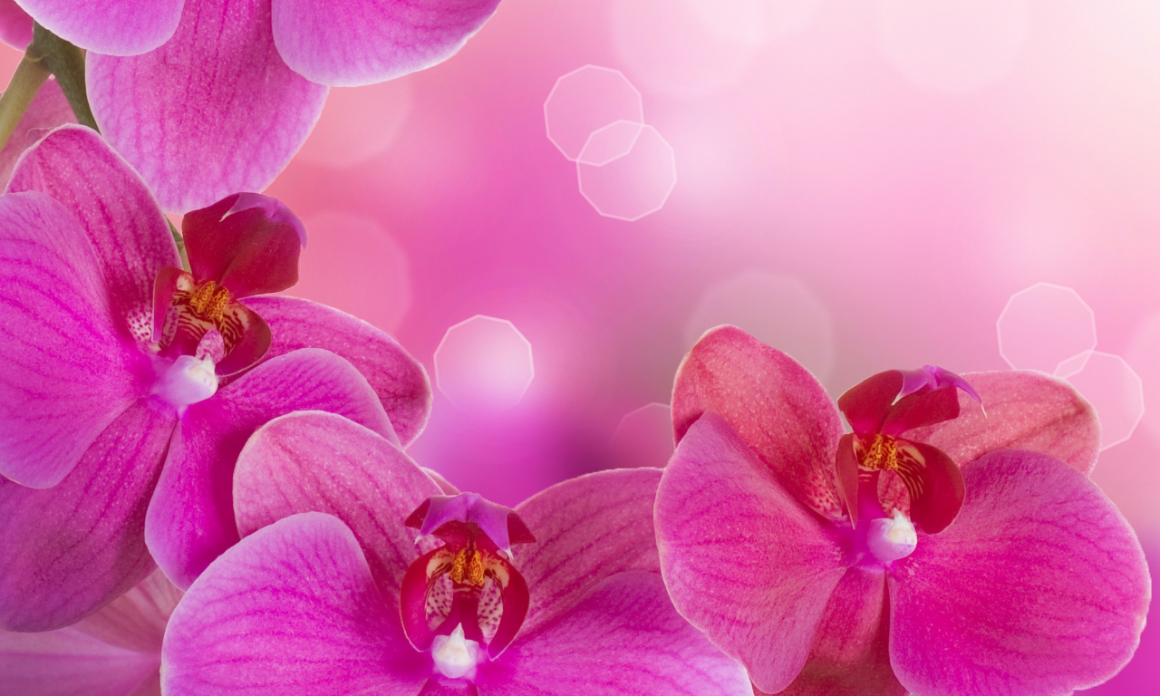 phalaenopsis, beauty, цветы, petals, tenderness, bright, flowers, orchid, branch, pink