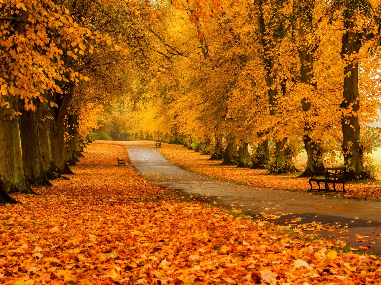 trees, park, autumn, grass, листья, nature, bench, colors, walk, road, forest, hdr, leaves