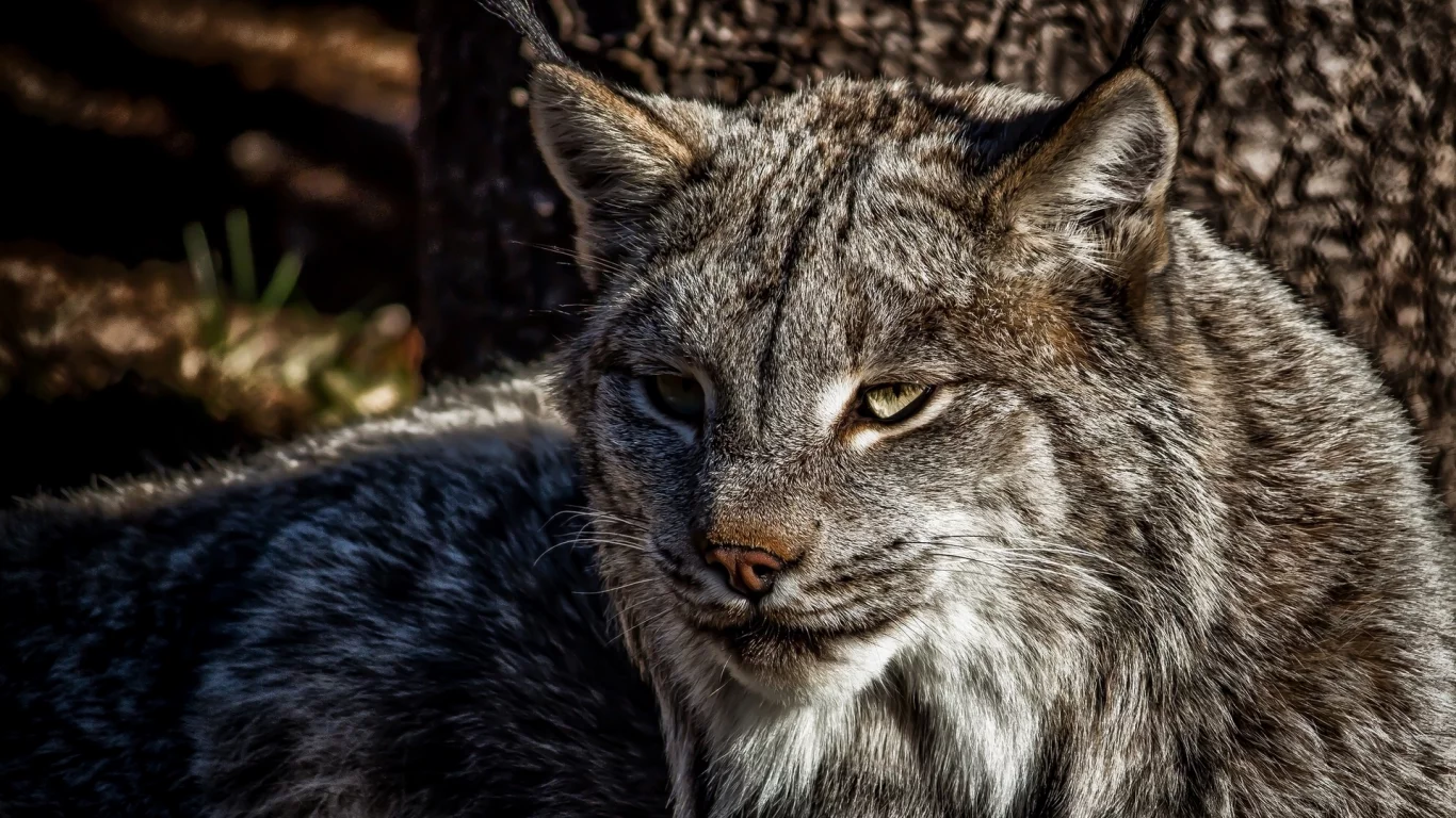 дикий кот, лес, взгляд