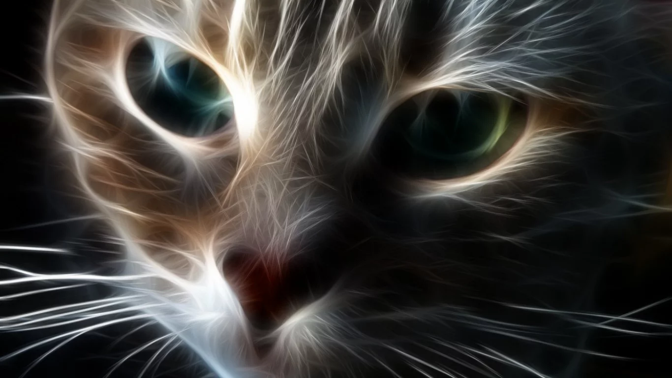 кот, взгляд, обои