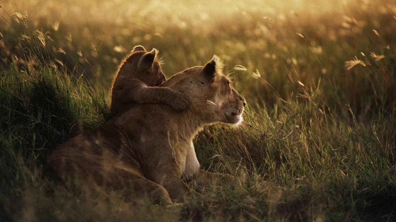 львы, обнимаются, вечер, природа