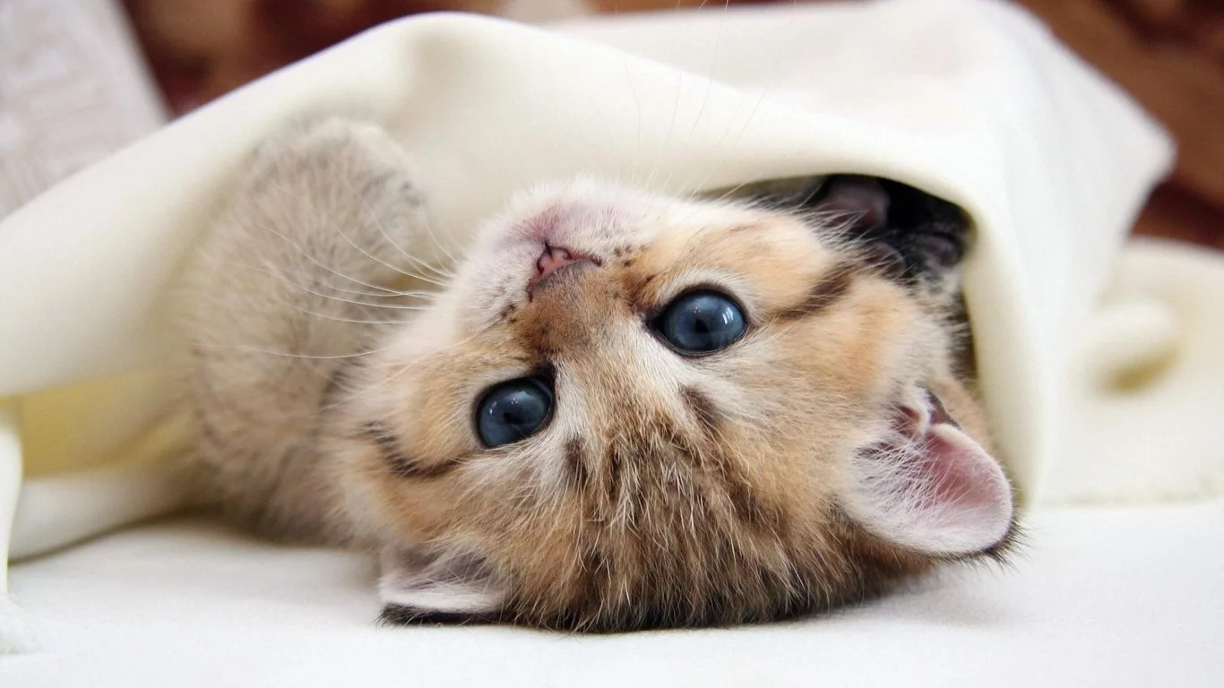 кот, пастель