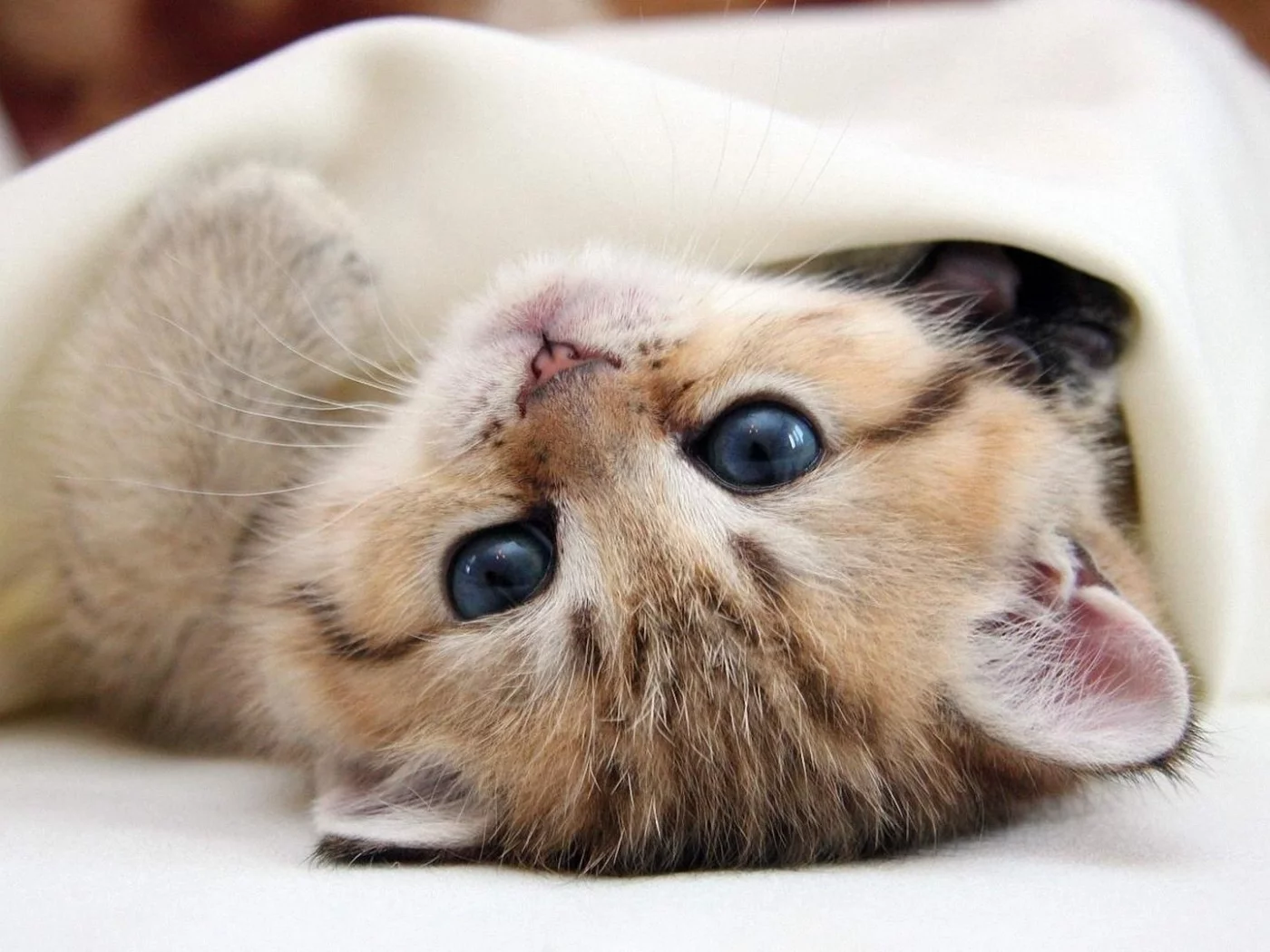 кот, пастель
