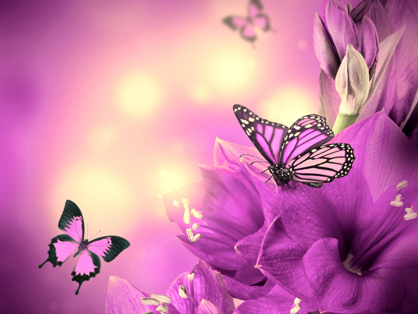 butterflies, цветы, purple, бабочки, flowers