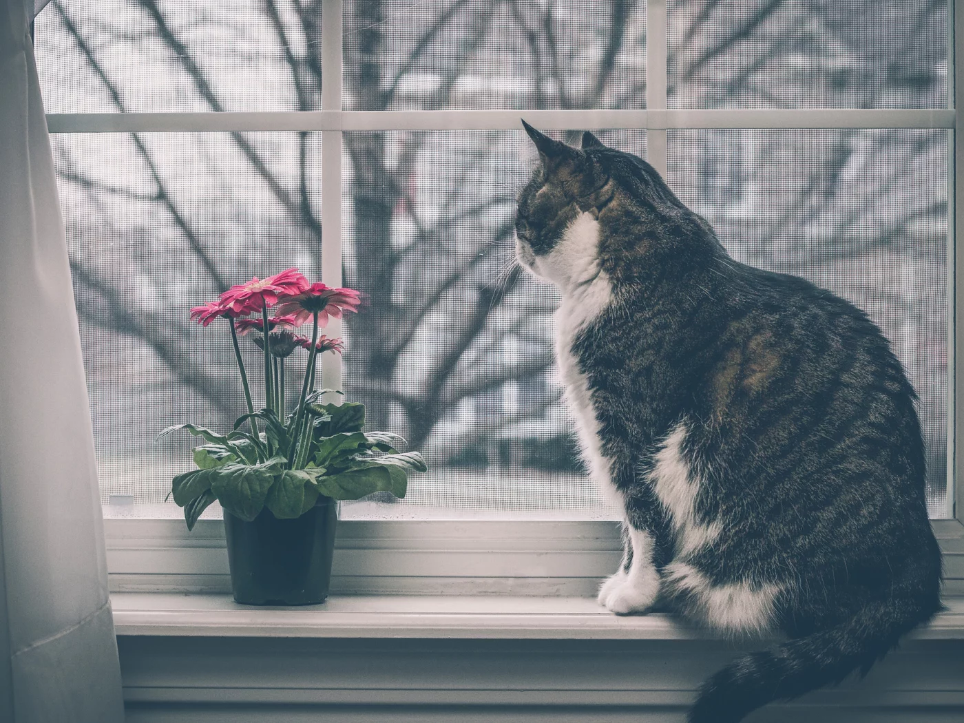 кот, кошка, на подоконнике, окно, цветок, герберы