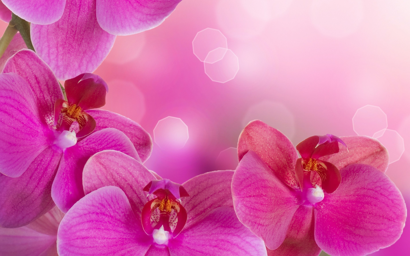 phalaenopsis, beauty, цветы, petals, tenderness, bright, flowers, orchid, branch, pink