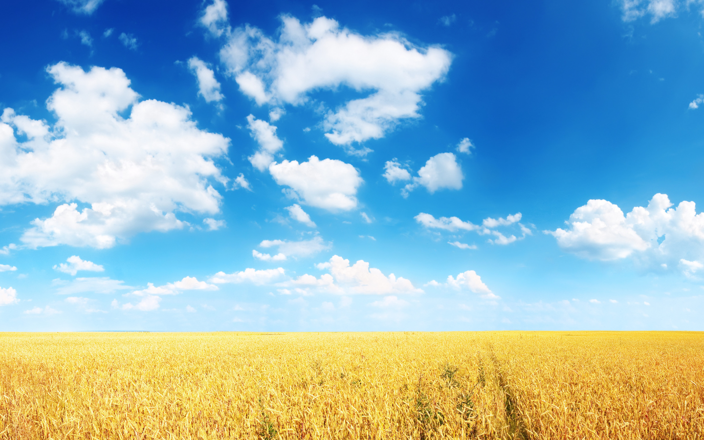 горизонт, поле, нива, равнина, пшеница, облака, колосья