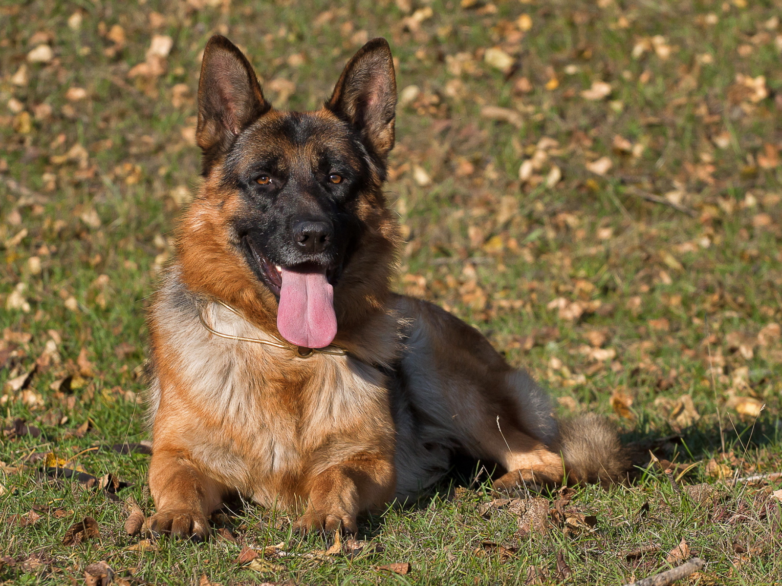 dog, взгляд, german shepherd