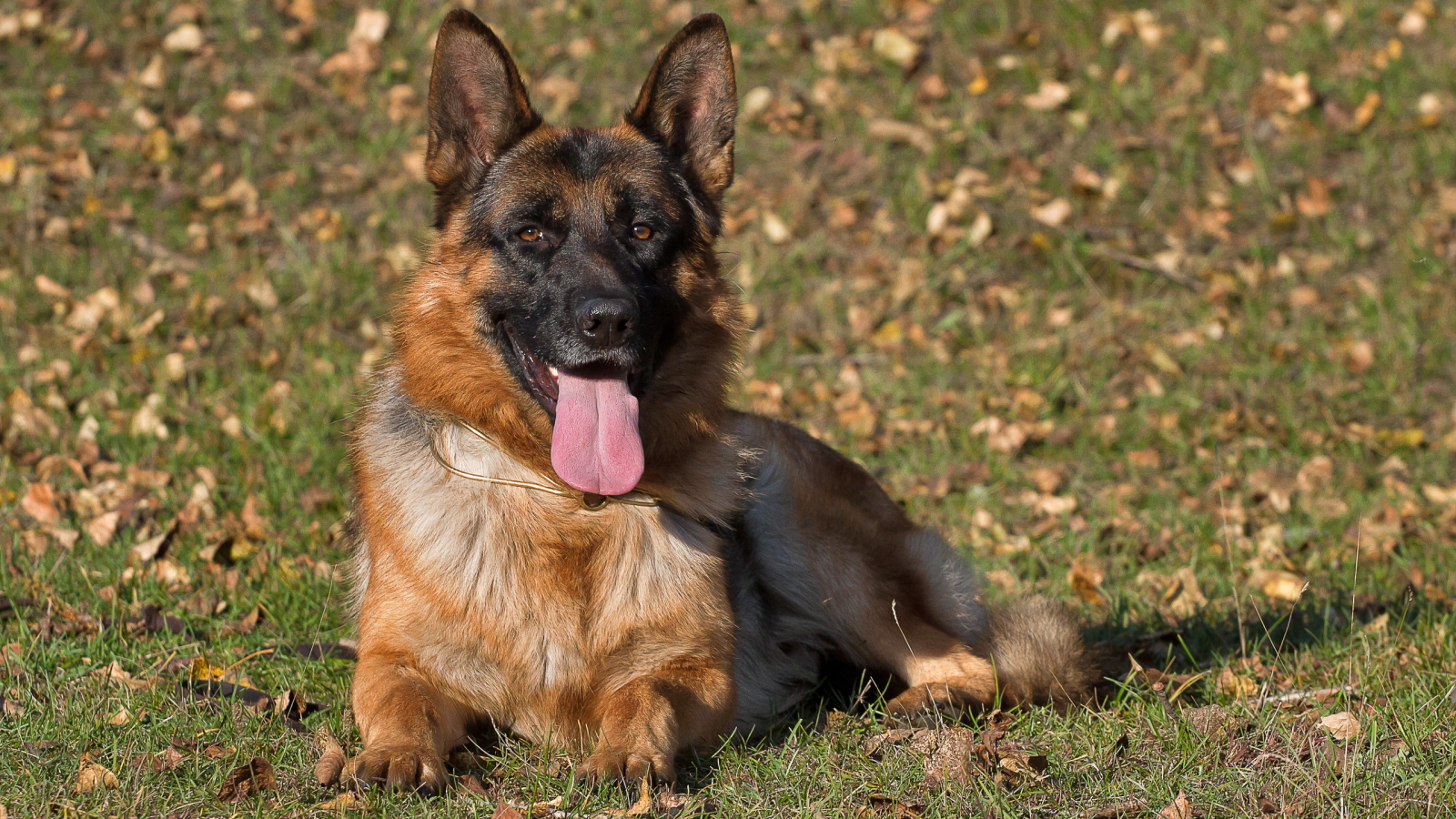 dog, взгляд, german shepherd