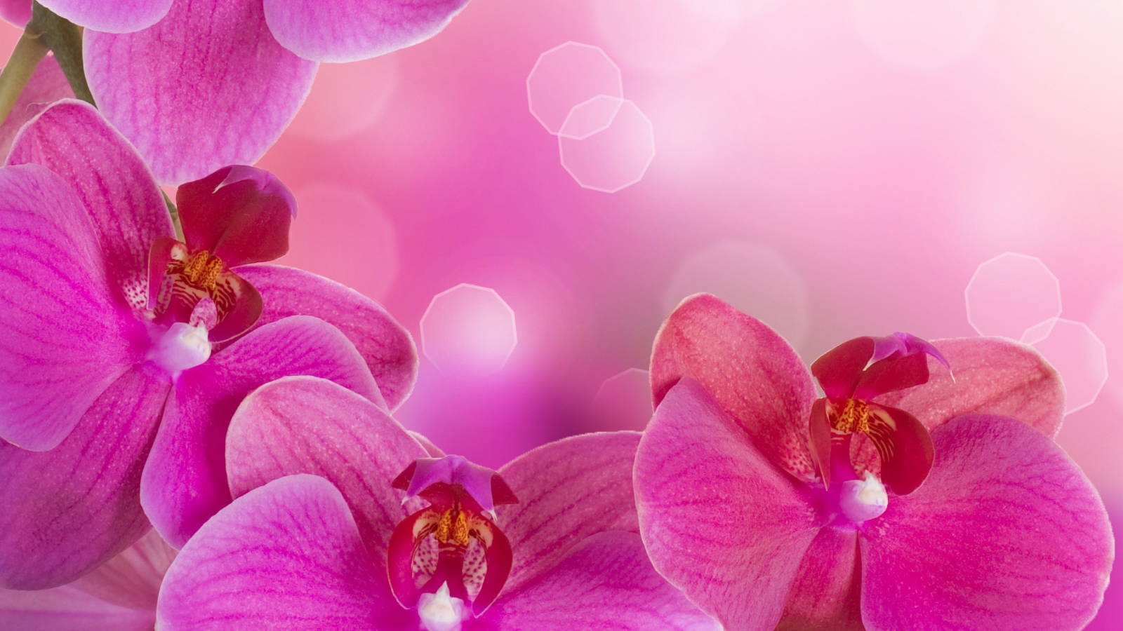 phalaenopsis, beauty, цветы, petals, tenderness, bright, flowers, orchid, branch, pink