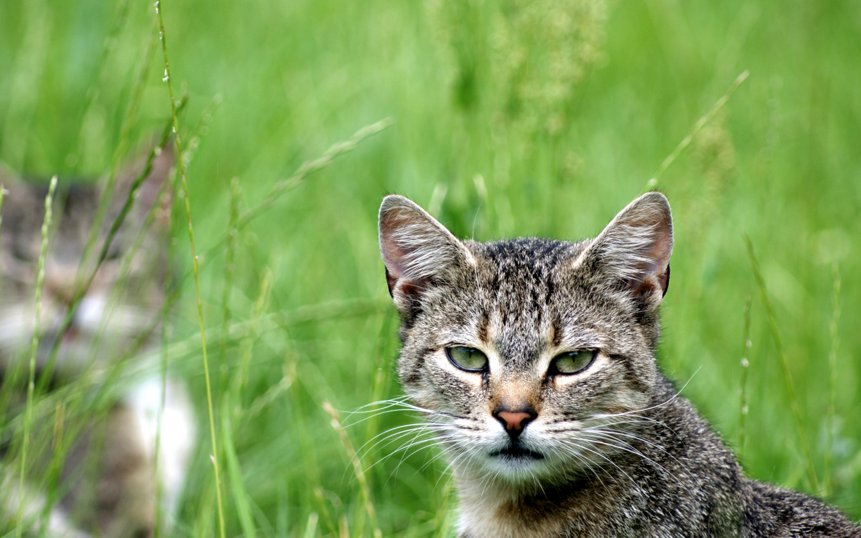 кот, зелень, кошка, смотрит, взгляд, cat