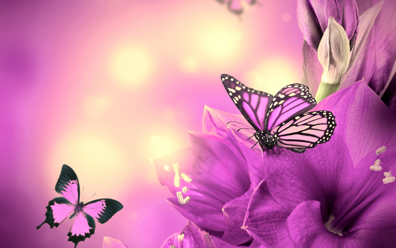 butterflies, цветы, purple, бабочки, flowers