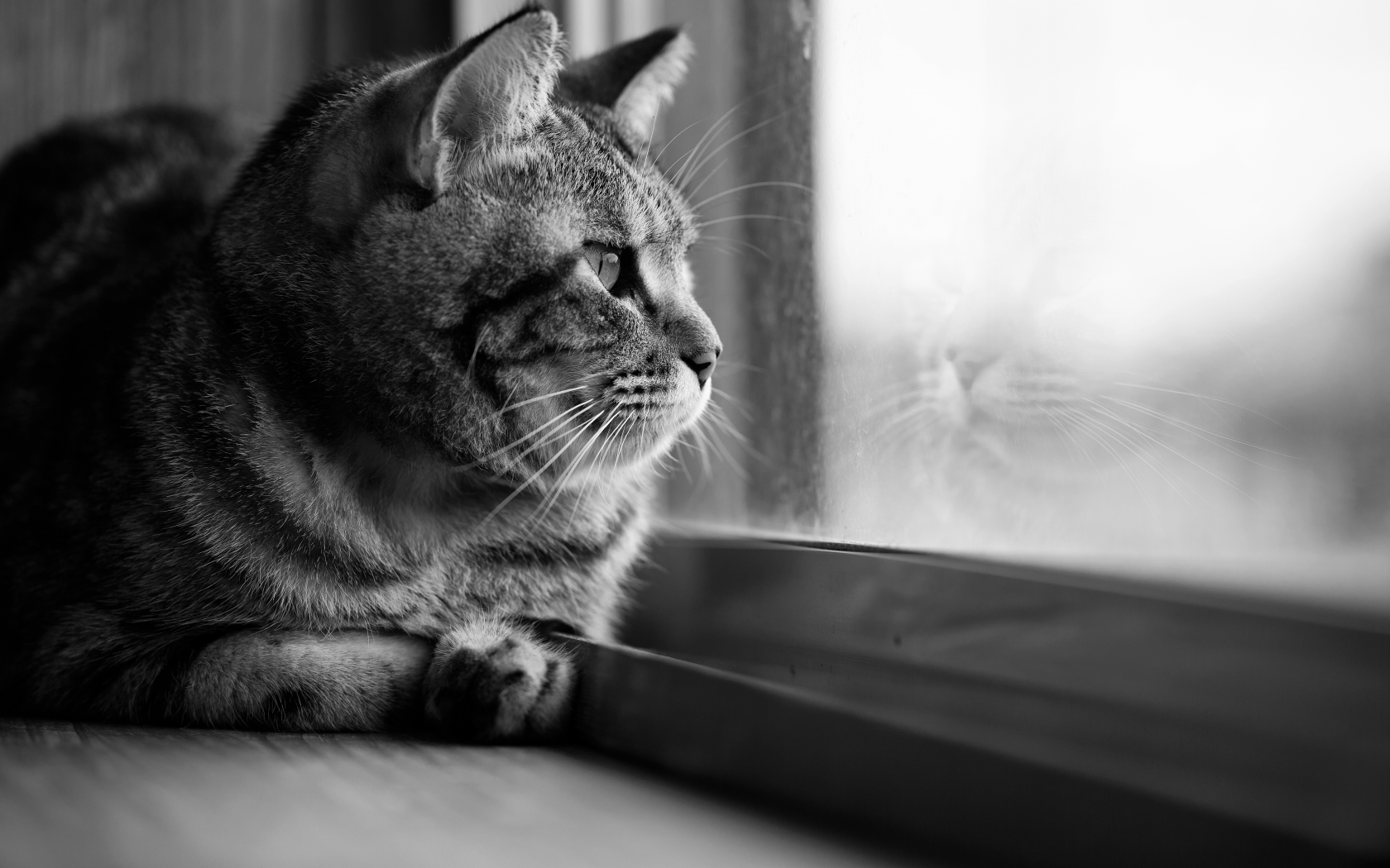 кот, окно, стекло, кошка, черно-белое, взгляд, отражение
